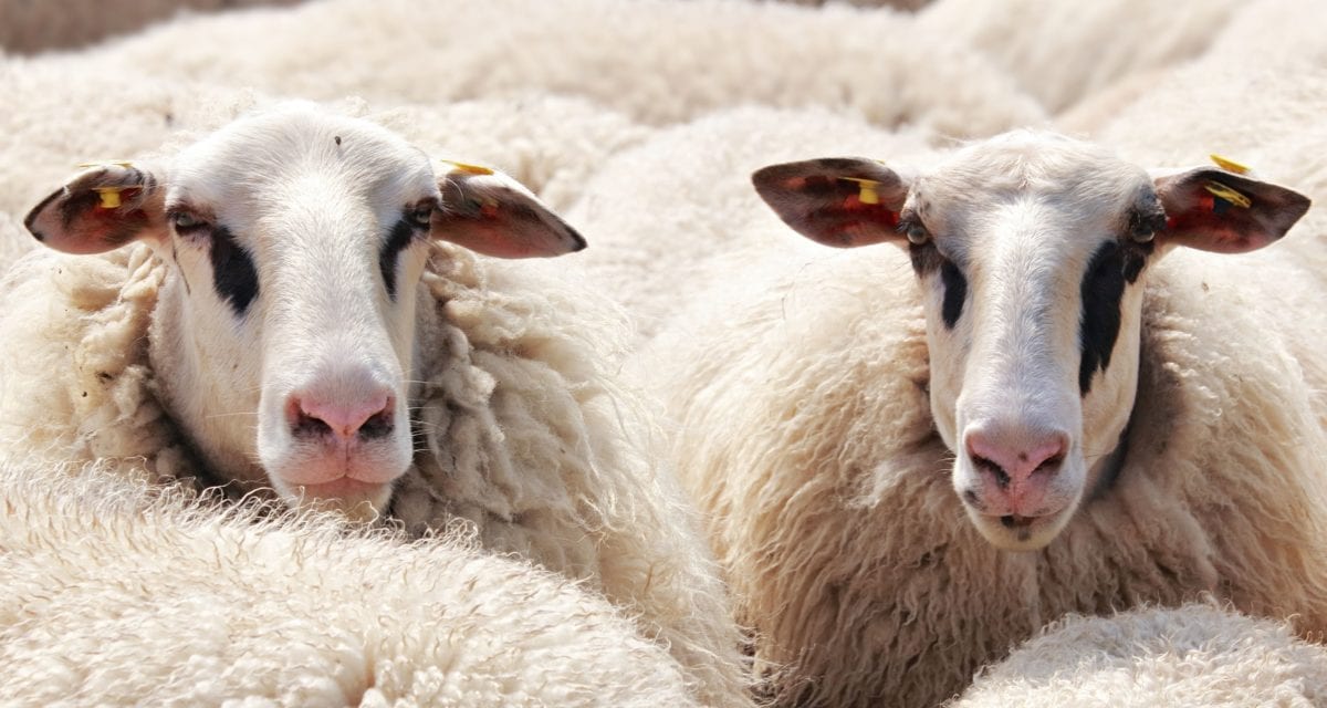 Waarom jouw OR invloed heeft op arbobeleid